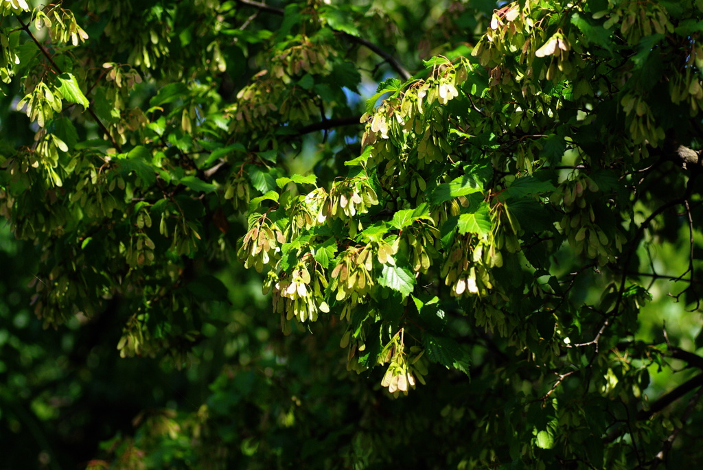 カラコギカエデ