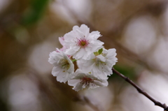 冬桜