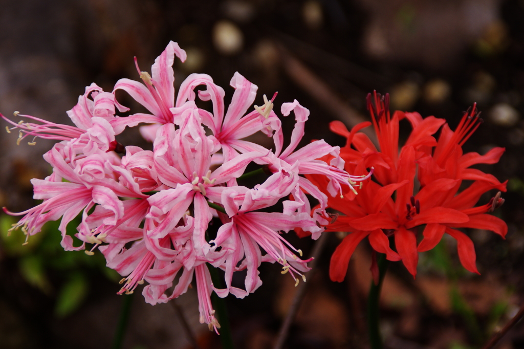 大高緑地公園にて
