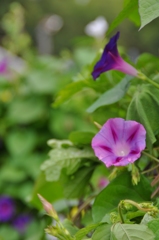 名古屋市農業センターにて　