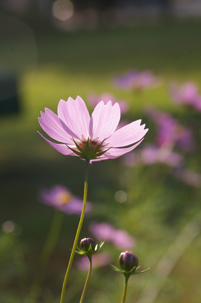 明かりを灯して