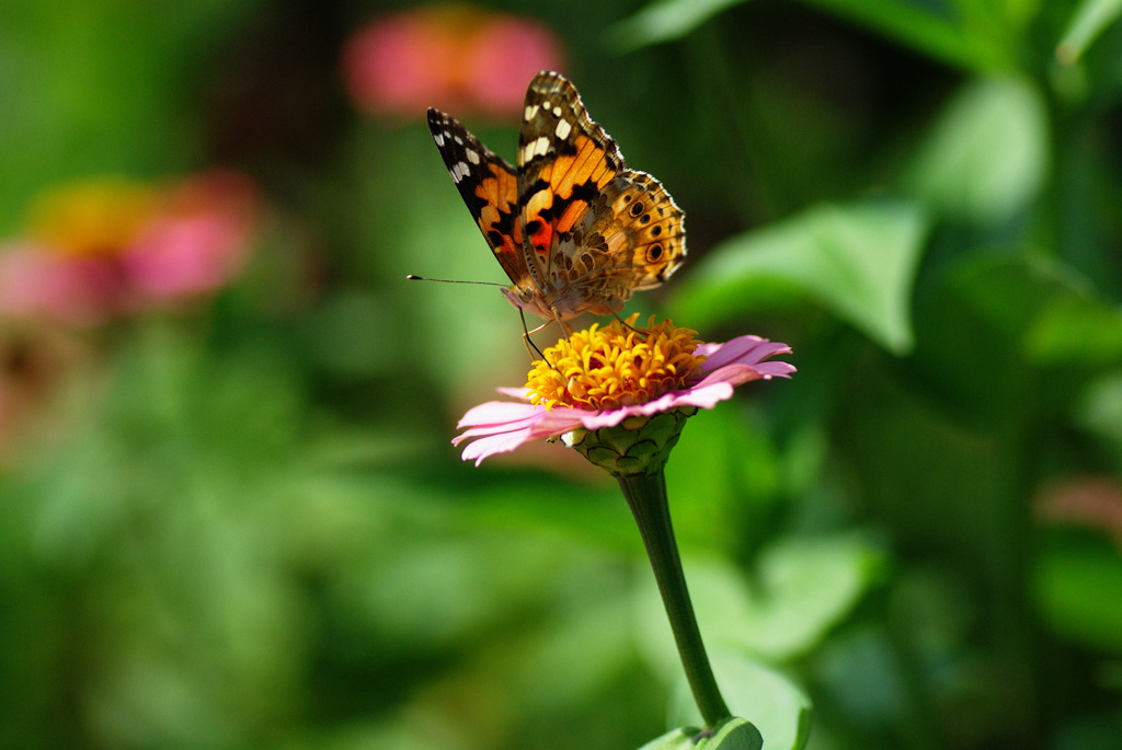 名古屋市農業センターにて　
