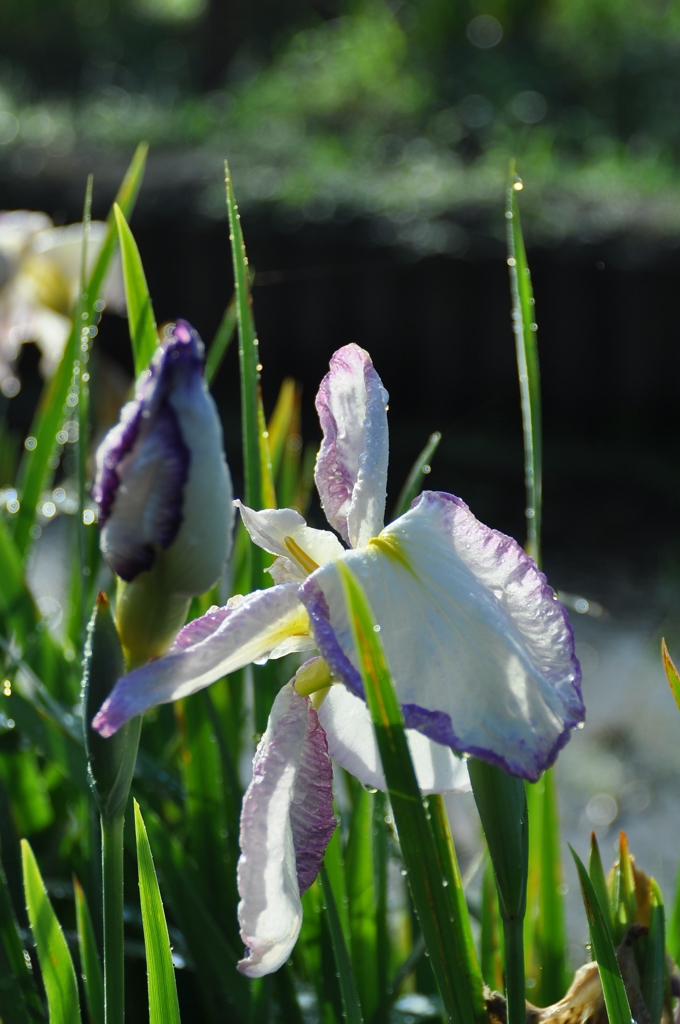 花菖蒲