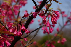 寒緋桜