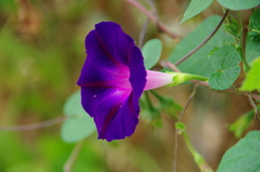 名古屋市農業センターにて　