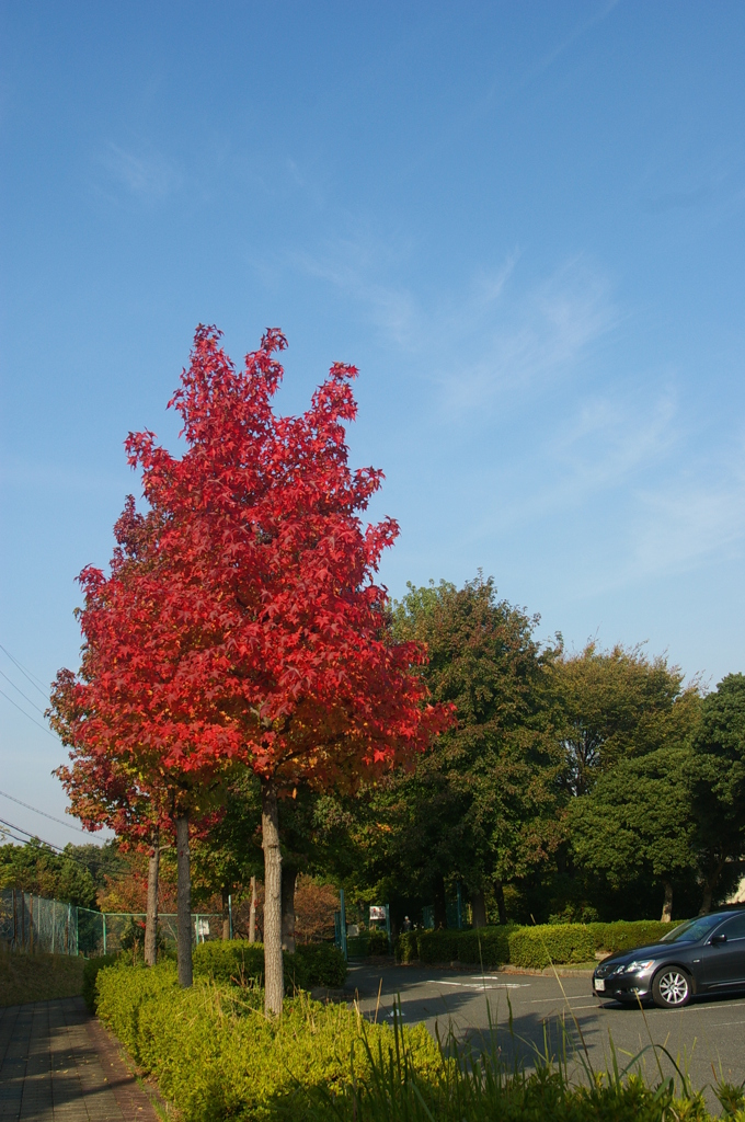 秋空を紅く染めて