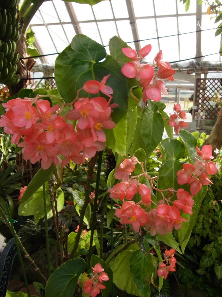 木立性ベゴニア　フローレンス・ルビー