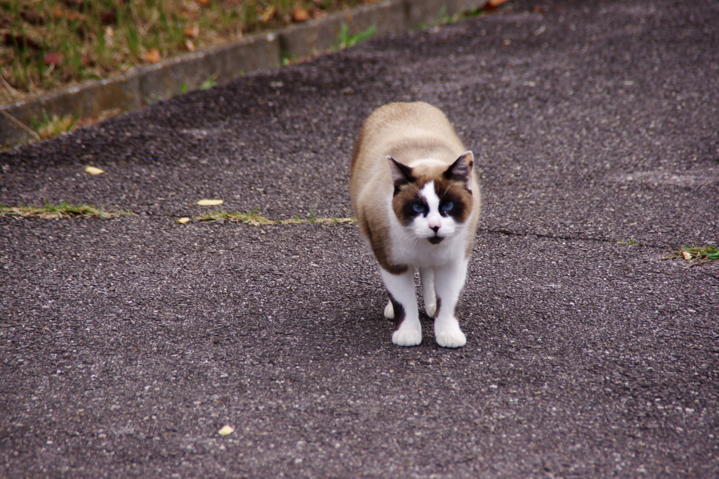 寒くなったニャン＾＾