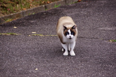 寒くなったニャン＾＾