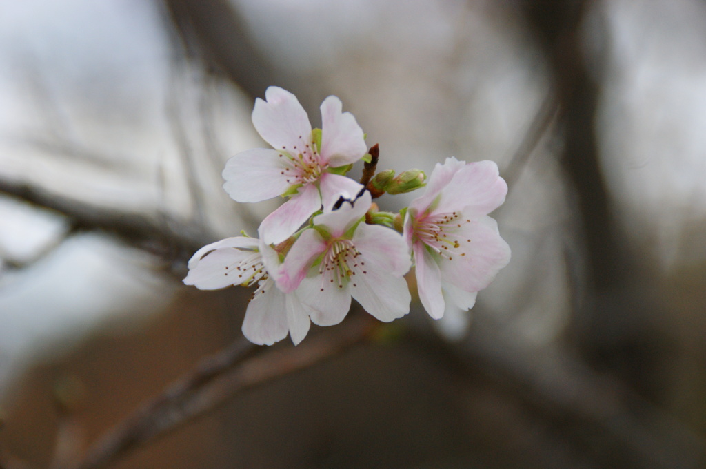 冬桜