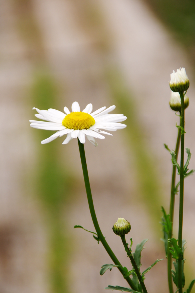 シャスター・デージー