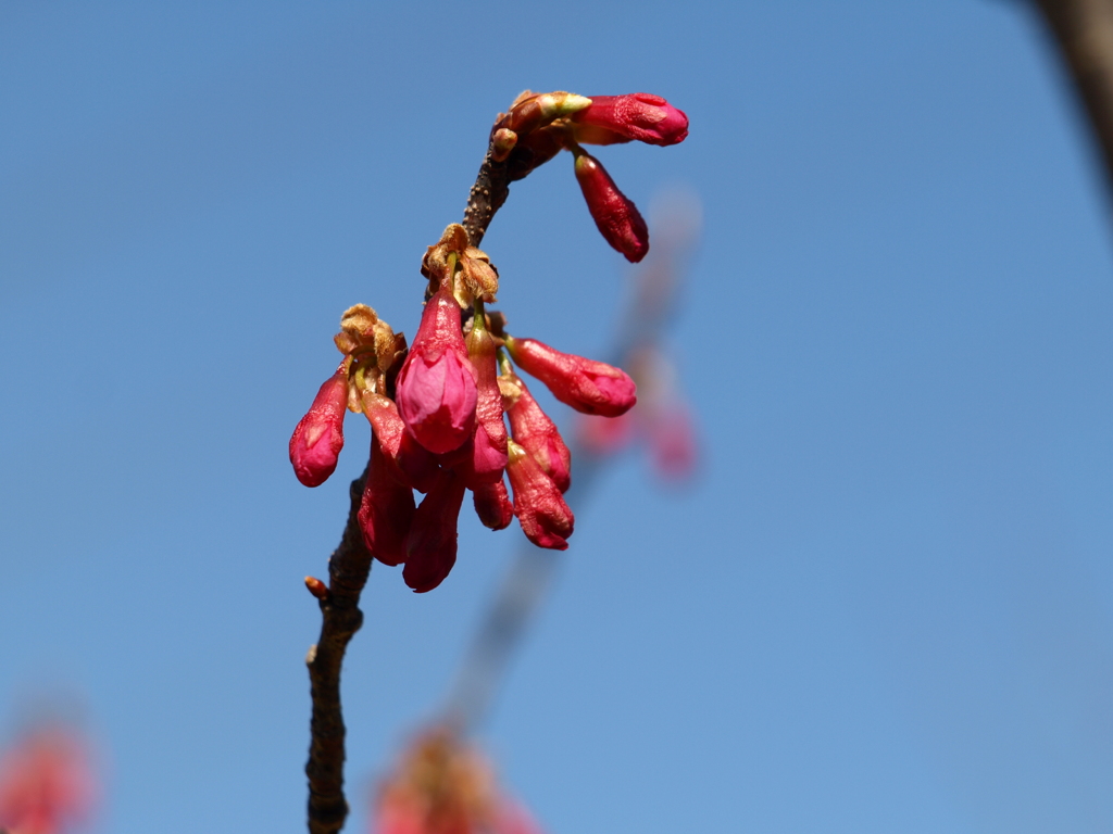 寒緋桜