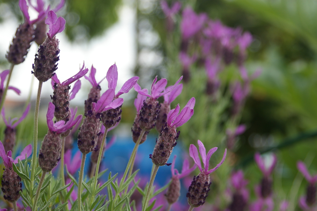 フレンチ・ラベンダー