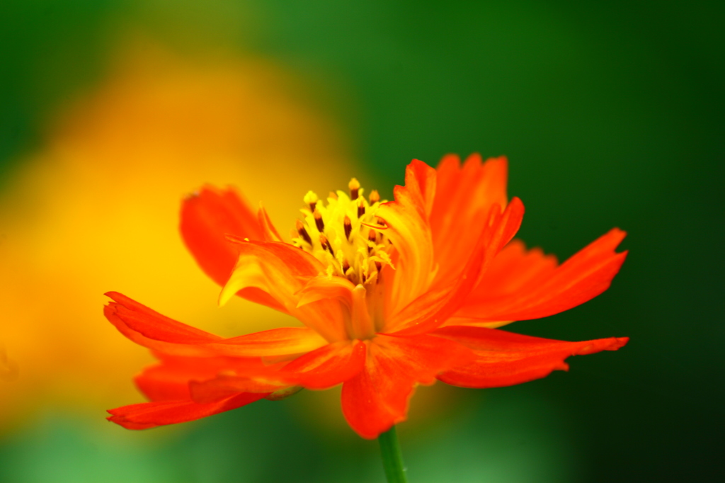 キバナコスモス