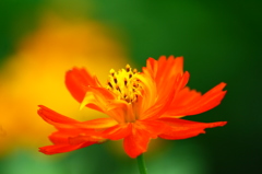 キバナコスモス