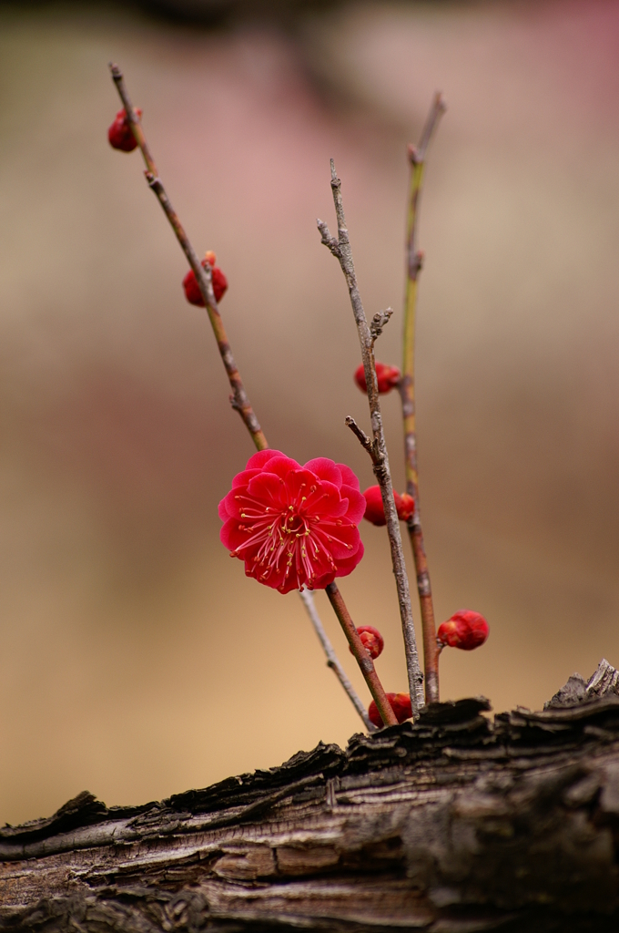 花かんざし