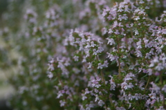 名古屋市農業センターにて　
