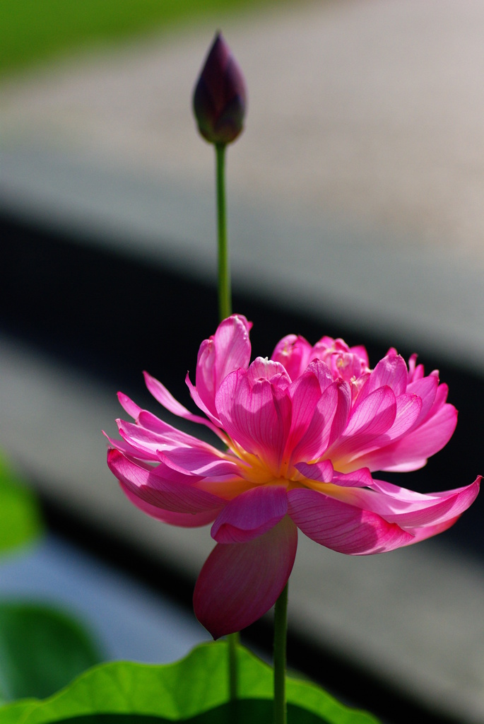名古屋市農業センターにて　