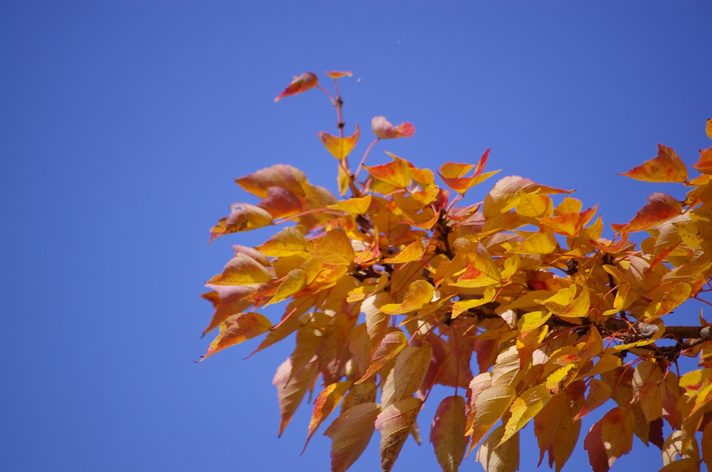青空と紅葉^^（ハナノキ）