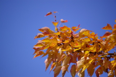 青空と紅葉^^（ハナノキ）