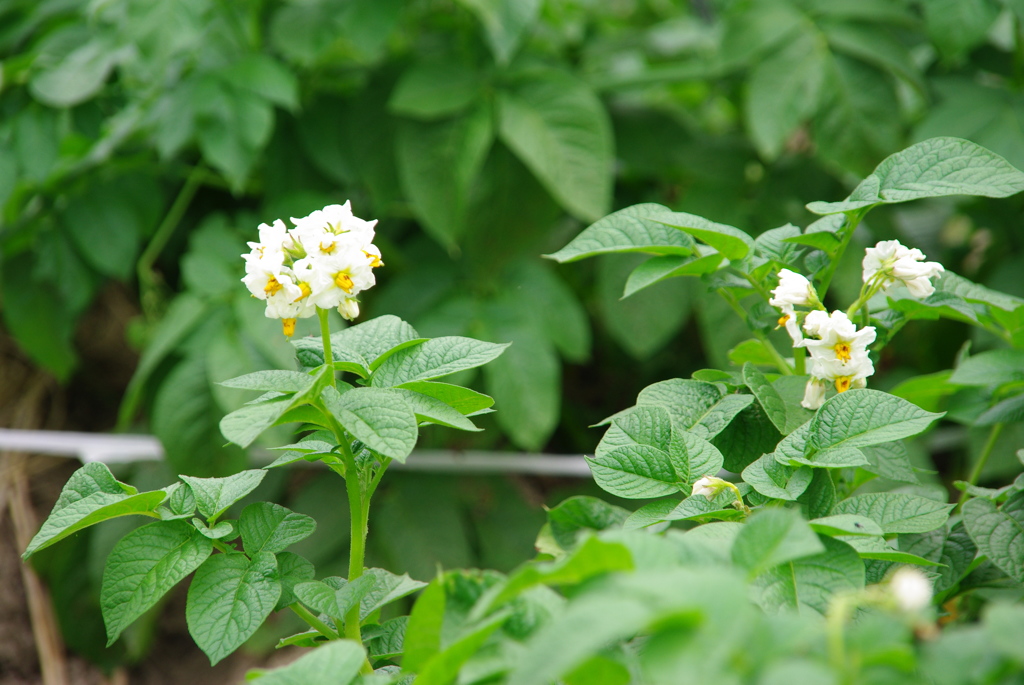 ジャガイモの花