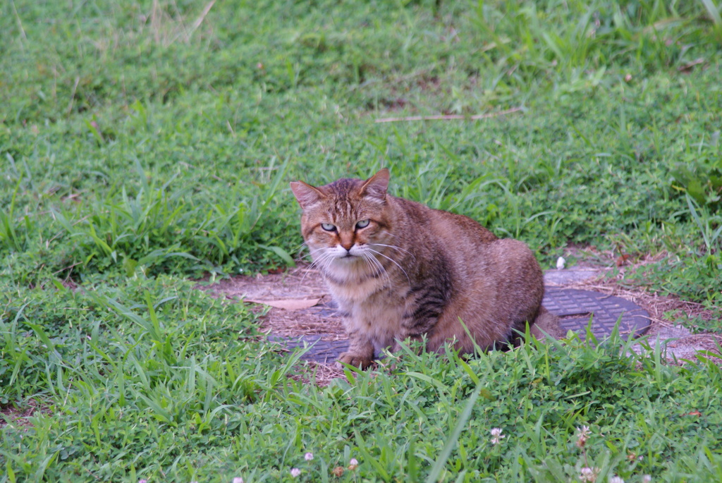 おはようニャン＾＾