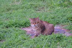 おはようニャン＾＾