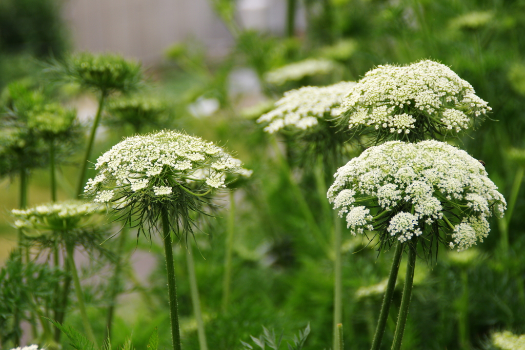 ニンジン（採種用・八事五寸）