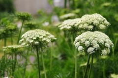 ニンジン（採種用・八事五寸）