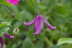 クレマチスインテグリフォリア系