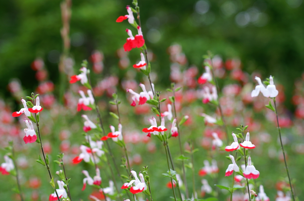 チェリーセージ（ホット・リップス）