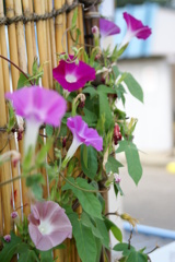 毎日暑いね＾＾