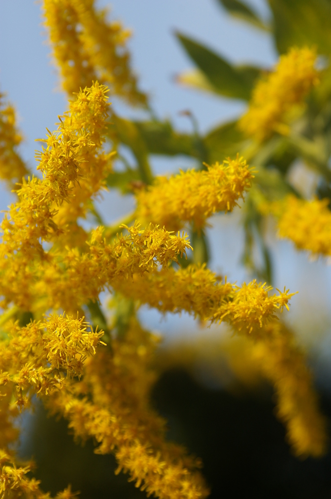 セイタカアワダチソウ