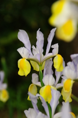 ダッチアイリス