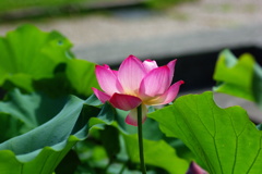 名古屋市農業センターにて　