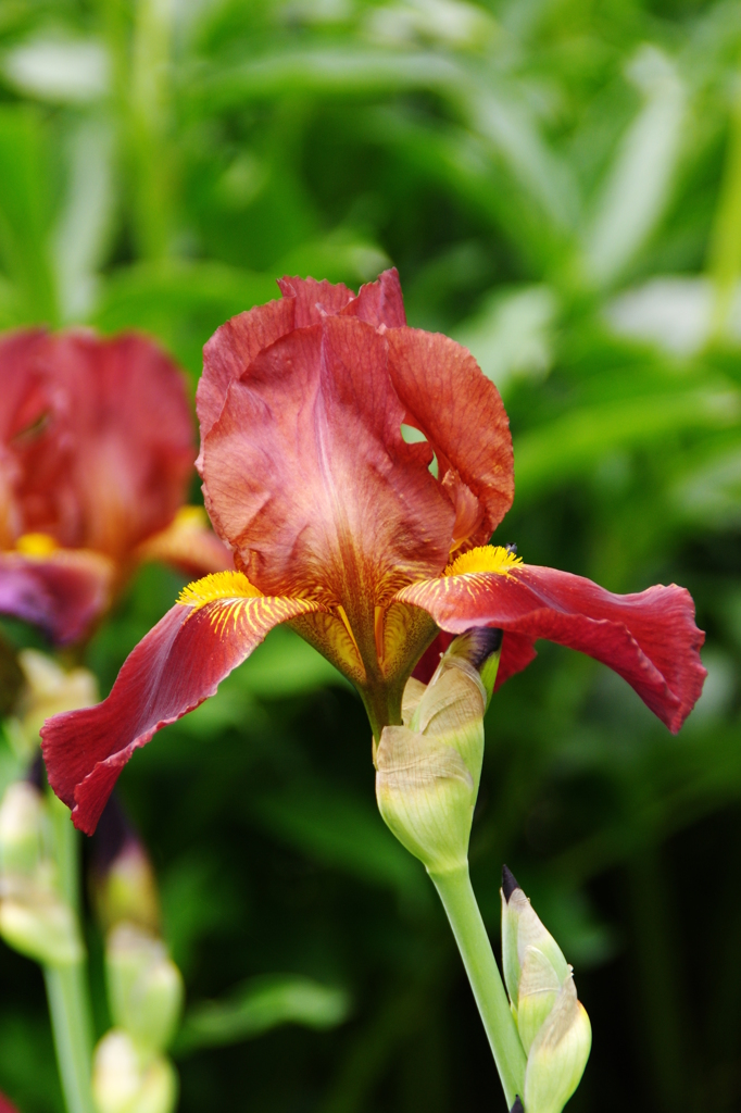 ジャーマンアイリス