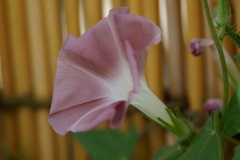 涼しい時に咲きたいよね＾＾