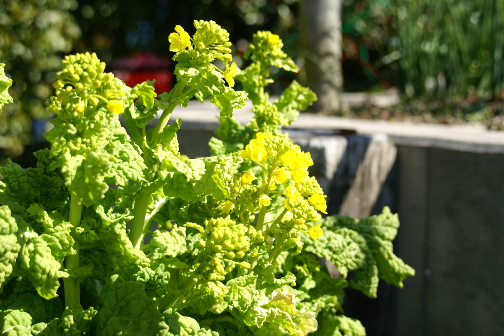菜の花