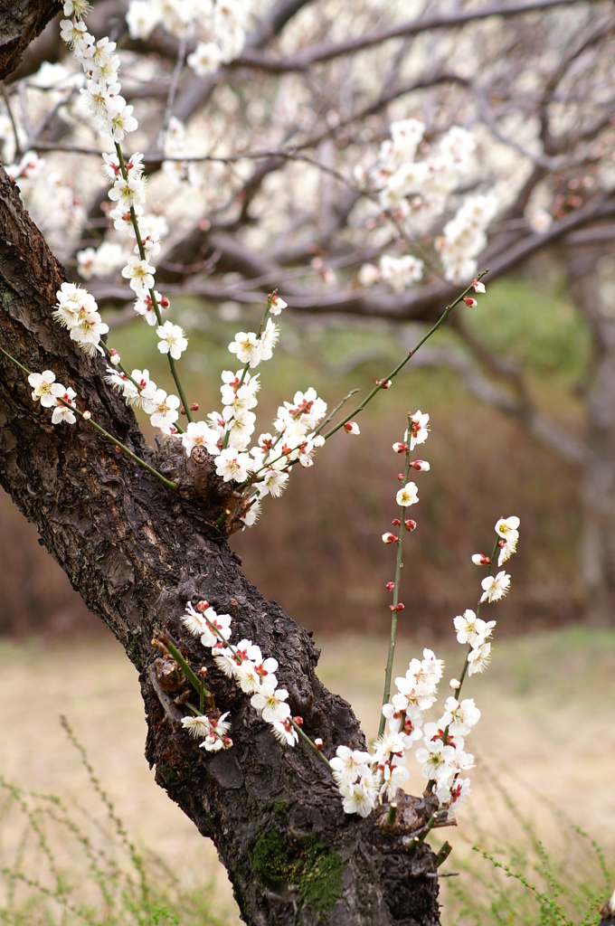 大高緑地公園にて　