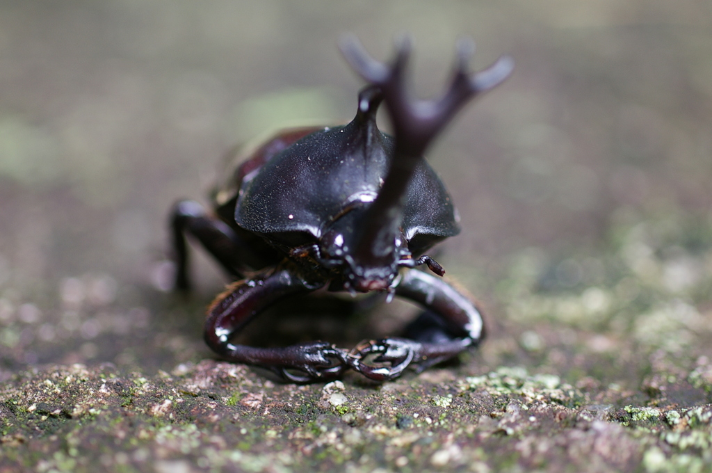 前のめりで死にたい＾＾