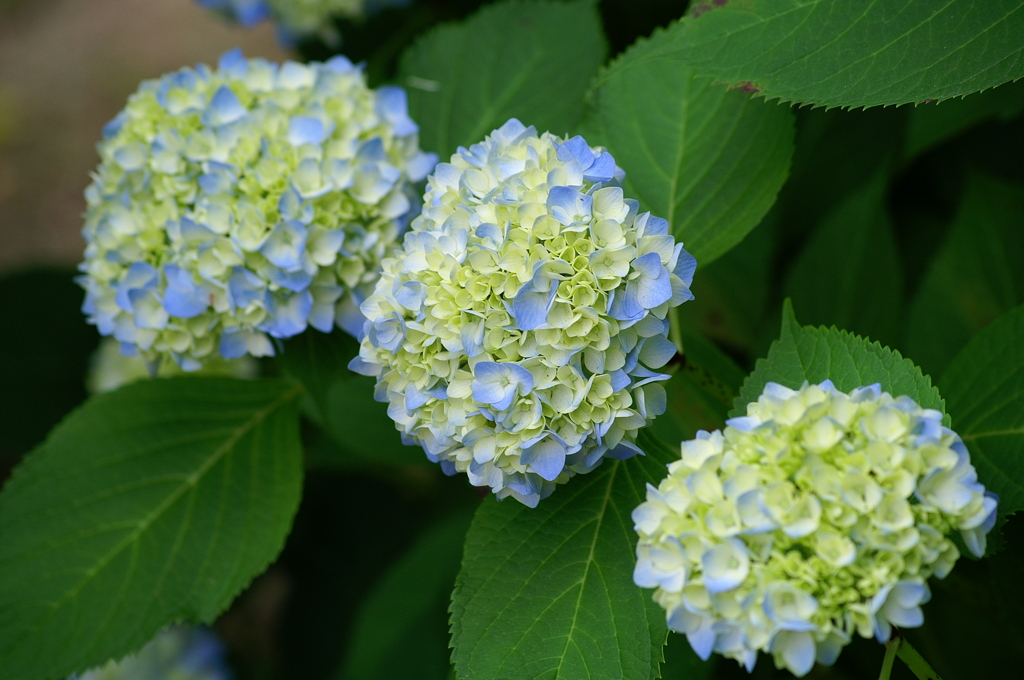 仲良く並んで＾＾