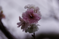 冬桜