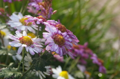 名古屋市農業センターにて
