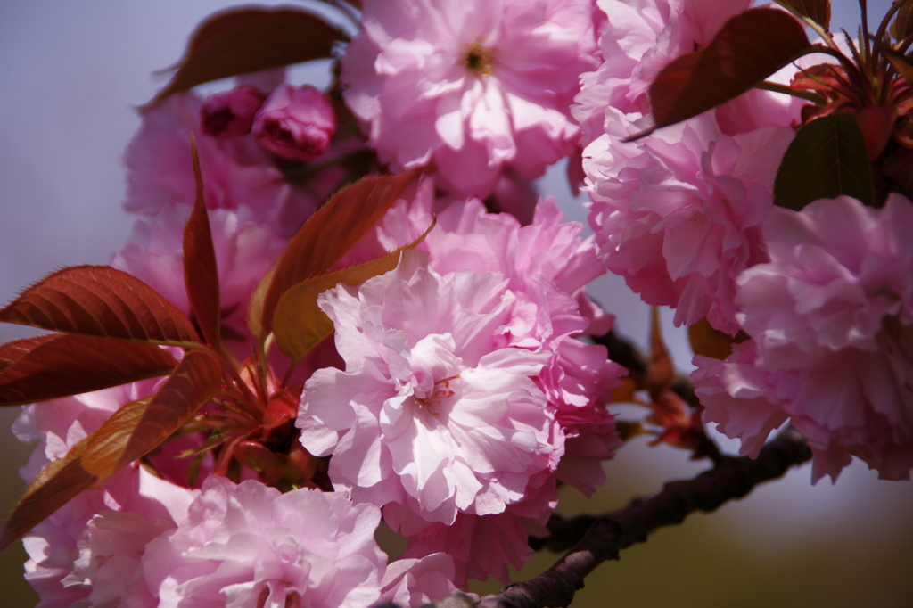 桜色