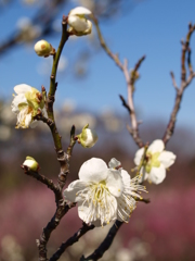 大高緑地公園にて　