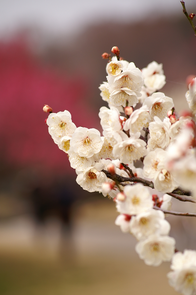 大高緑地公園にて　
