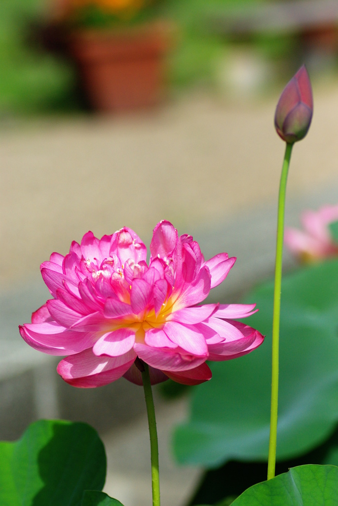 名古屋市農業センターにて　