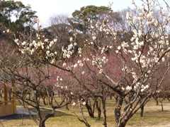 大高緑地公園にて