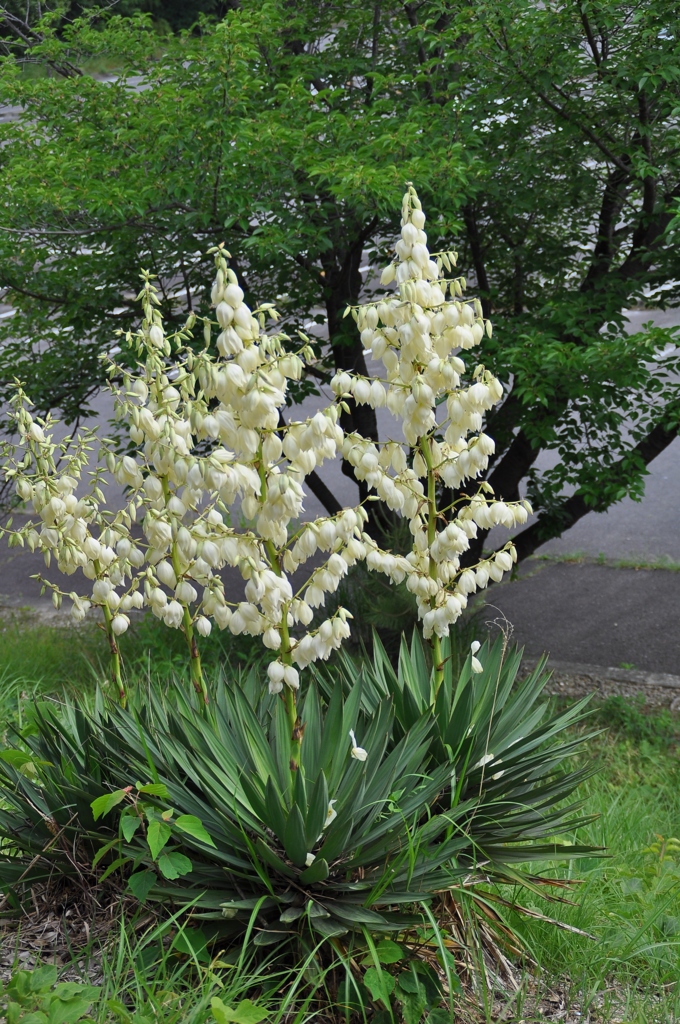 大高緑地公園にて　