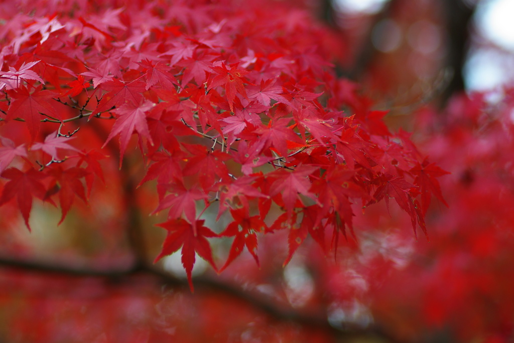 紅く燃える